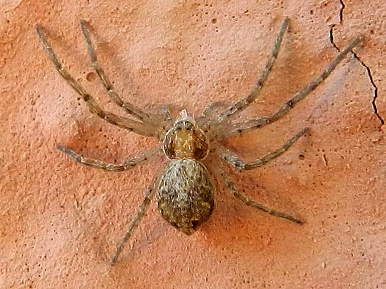 Philodromus sp. - Venezia Lido